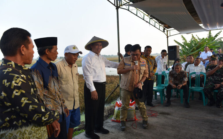 Bulog Diminta Serap Gabah Petani Terdampak Banjir di Jateng