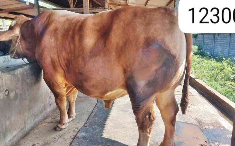 Jokowi Akan Salat Idul Adha dan Berkurban di MAJT Semarang