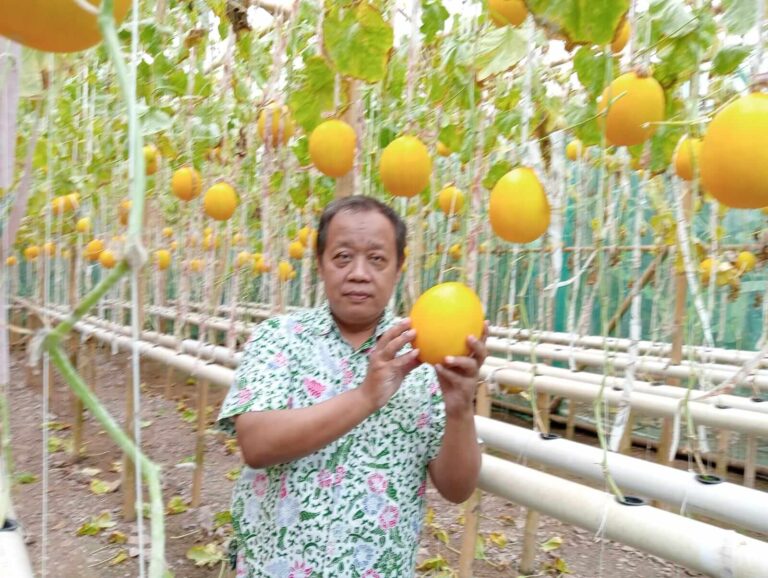 BUMDes Dadi Jaya Nusadadi di Banyumas Berhasil Mengembangkan Budidaya Melon Berkualitas Tinggi