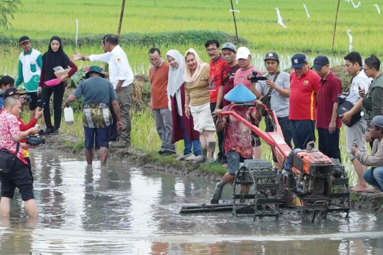 Padi Biosalin Siap Pindah Tanam, Jadi Upaya Tingkatkan Ketahanan Pangan Kota Semarang