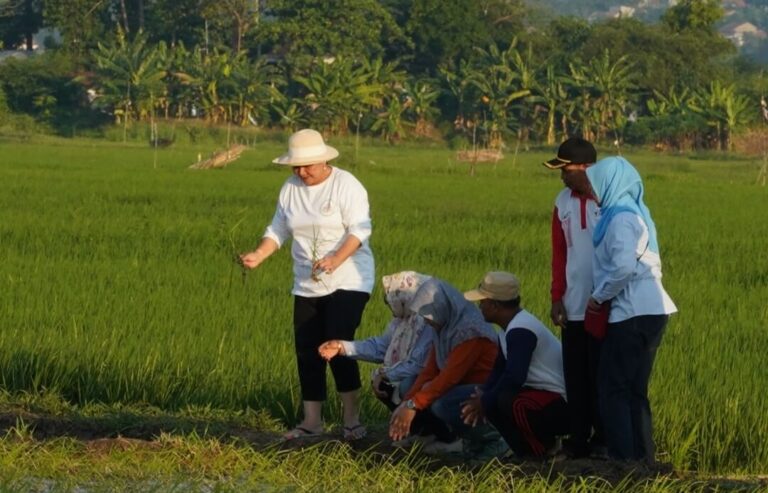 Mbak Ita Berharap Padi Varietas Biosalin Bisa Beri Kesejahteraan Masyarakat Pesisir