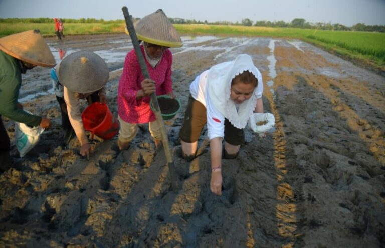 Pemkot Semarang dan BRIN Tanam Padi Biosalin dengan Sistem Tabela