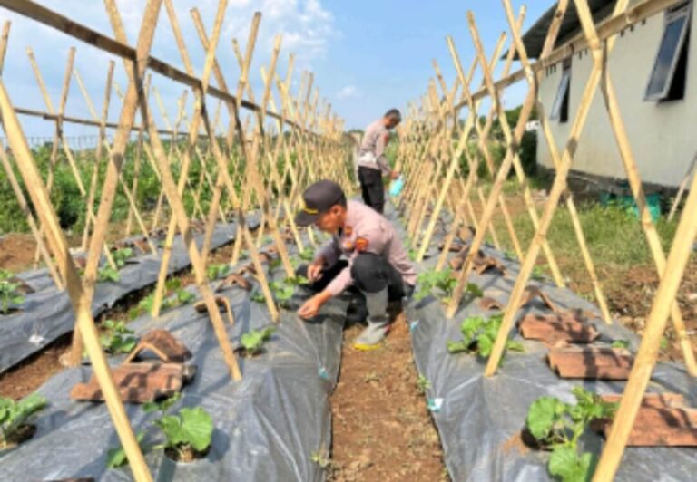 Ciptakan Ketahanan Pangan, Kapolsek Kaliwungu Manfaatkan Lahan Mapolsek