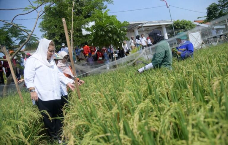 Mbak Ita Tinjau Padi Biosalin Jelang Panen di Mangunharjo