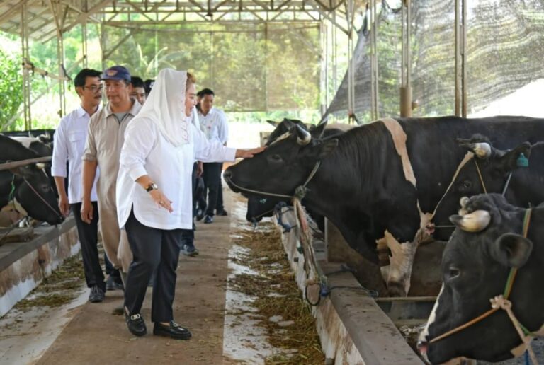 Mbak Ita: Kota Semarang Punya Potensi Pengembangbiakan Sapi Wagyu