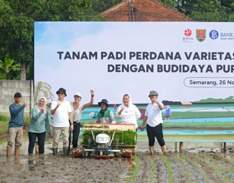 Bersama BRIN, Pemkot Semarang Tanam Padi dengan Masa Panen Singkat