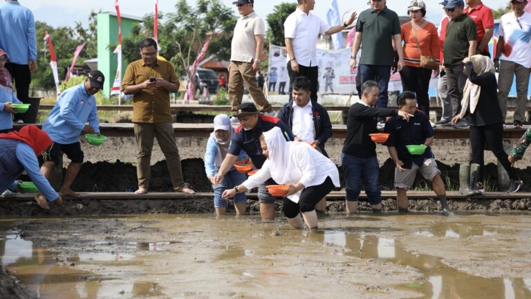 Padi Biosalin Sukses Dibudidayakan di Pesisir Semarang