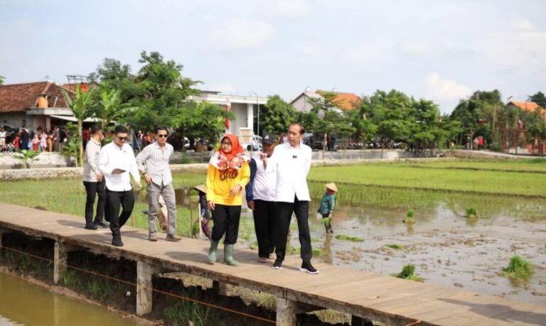 Jokowi Kunjungi Lahan Biosalin di Semarang: Inovasi untuk Ketahanan Pangan Pesisir