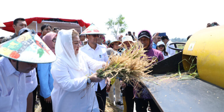 Pemkot Semarang Targetkan Perluasan Lahan Padi Biosalin Hingga 400 Ha