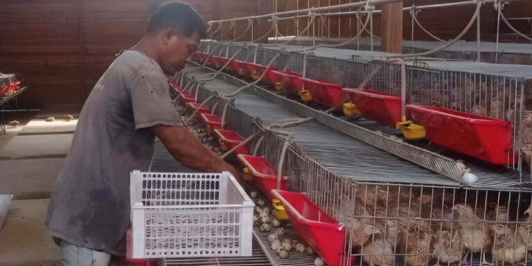 SIG Dukung Pengembangan Budidaya Burung Puyuh