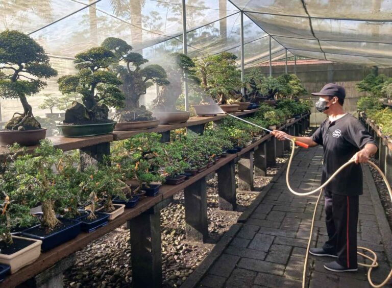 Ekspor Bonsai Jawa Tengah Meningkat 245%, Tembus 2.881 Pohon di Awal 2025