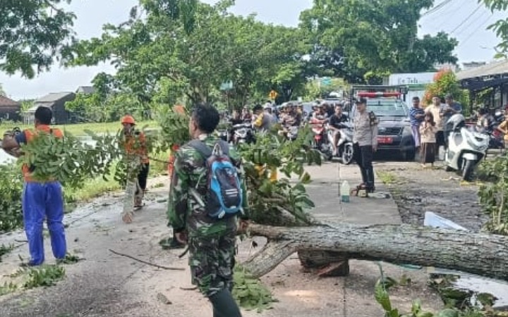 Sinergitas TNI-Polri Bersama BPBD Evakuasi Pohon Tumbang