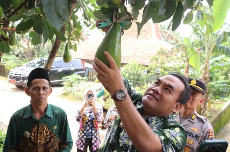 Gerbang Blora Panen Perdana Alpukat di Desa Bicak