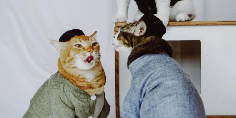 Sukses Bidik Peluang Bikin Pakaian Kucing