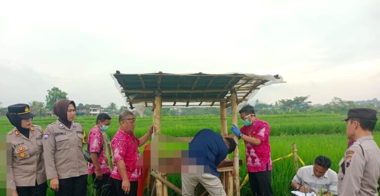 Penemuan Mayat Perempuan di Gubug Tengah Sawah di Kupang Ambarawa