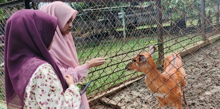 Pengunjung Semarang Zoo, menikmati satwa sambil mengasih makan satwa baru Sitatunga, Selasa (27/5).(BahteraJateng)