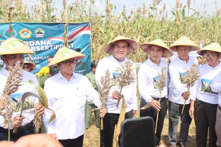 Bupati Blora Arief Rohman, mendampingi Mendes PDT Yandri Susanto, saat panen benih sorgum tersertifikasi di lahan Kelompok Tani Barokah, Desa Kedungwungu, Kecamatan Todanan, Minggu (11/5).(Dok Humas)