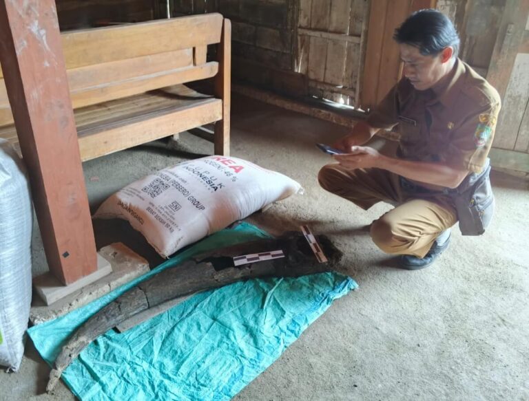 Fosil tanduk kerbau purba (Bubalus palaeokerabao)