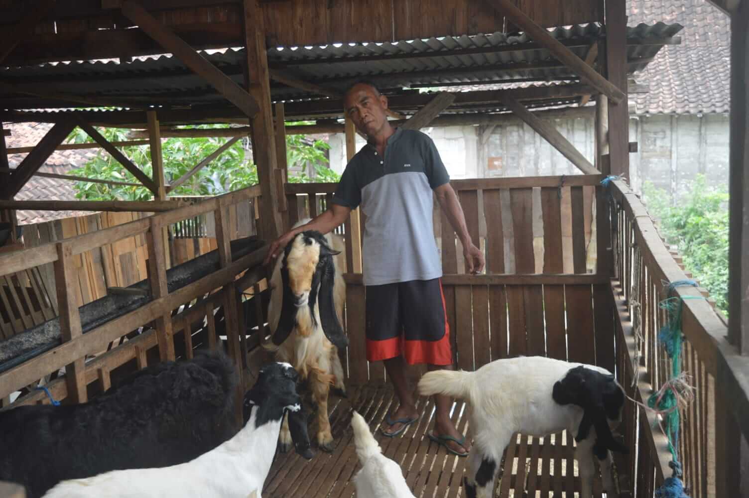 Kelompok Peternak Kambing "Mendho Joyo" Desa Jiken