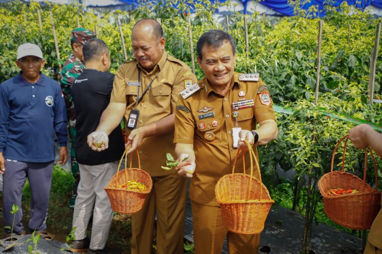 Gubernur Ahmad Lutfi ikut memanen cabe di Desa Banyusidi, Kecamatan Pakis, Kabupaten Magelang, Senin (22/9).(FOTO: Dok Humasprov)