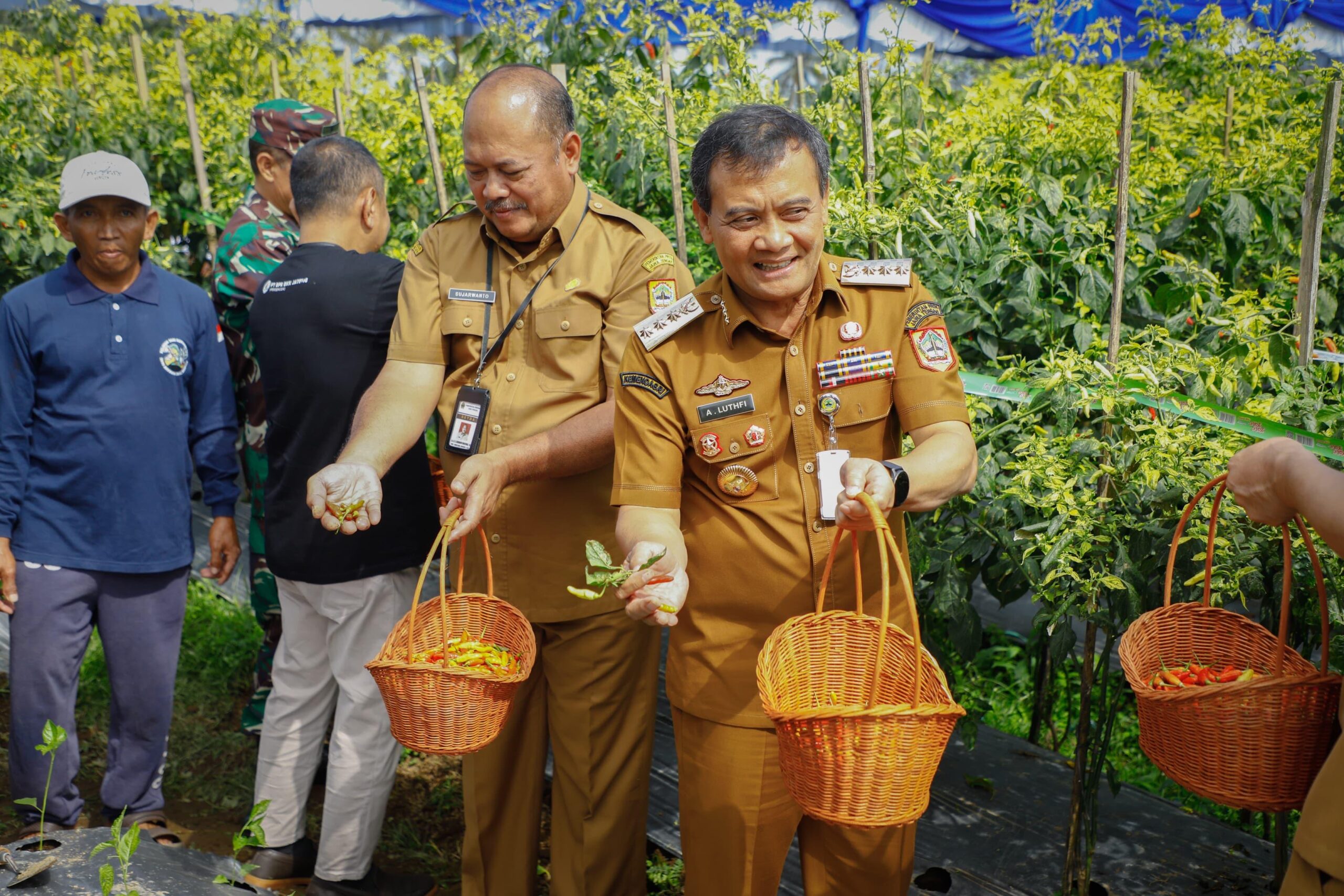 Gubernur Ahmad Lutfi ikut memanen cabe di Desa Banyusidi, Kecamatan Pakis, Kabupaten Magelang, Senin (22/9).(FOTO: Dok Humasprov)