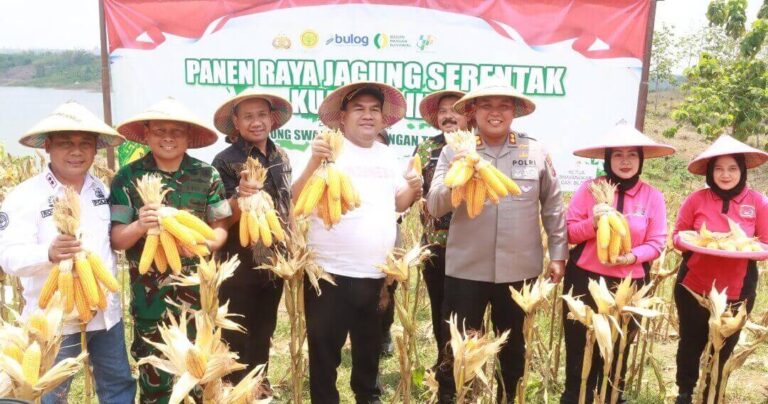 Panen Raya Jagung di Blora