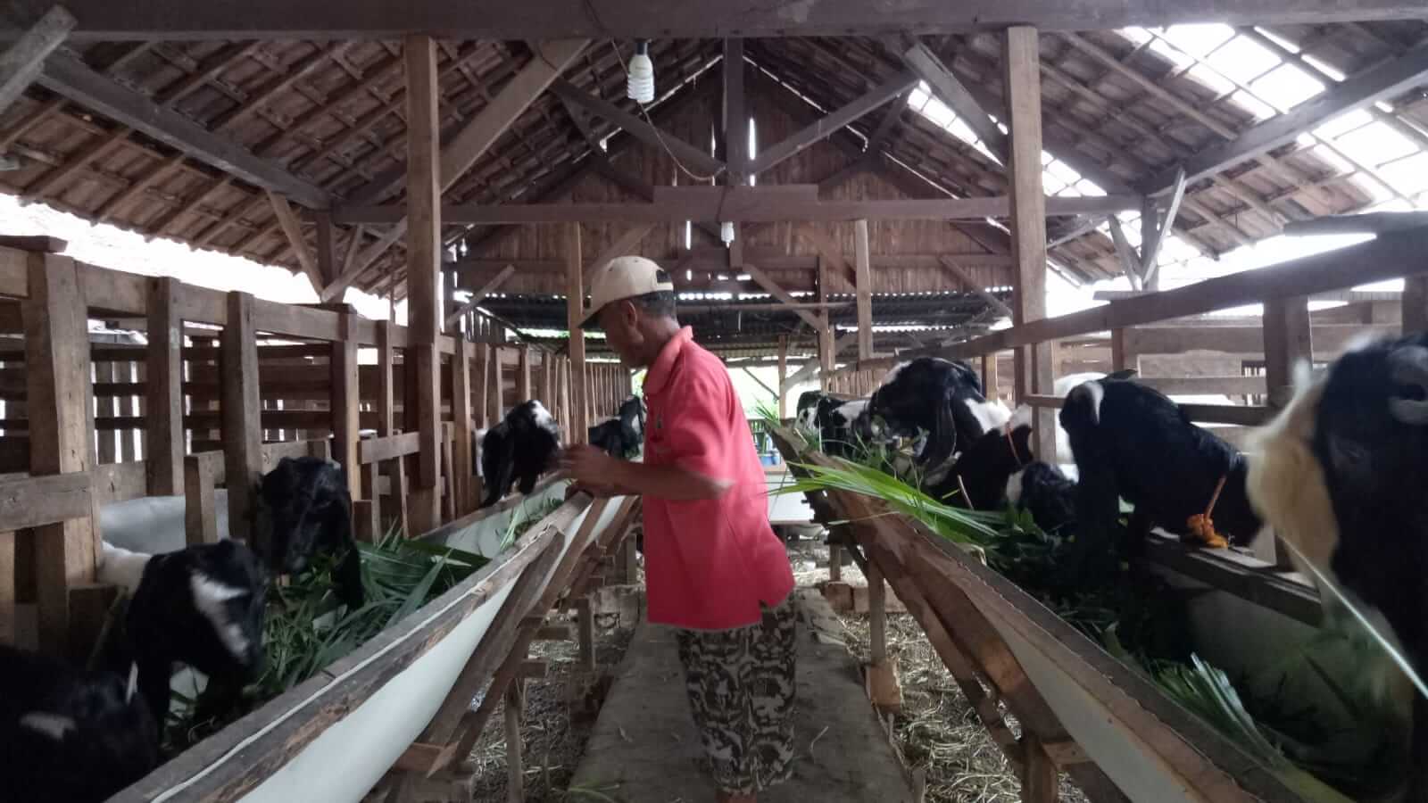 Kelompok Peternak Kambing Mendho Joyo