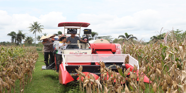Dukung Ketahanan Pangan, Polres Purworejo Panen Raya Jagung Di Kecamatan Bayan