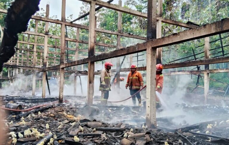 Kebakaran Kandang Ayam di Susukan, 10 Ribu Ekor Ayam Hangus