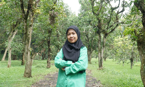Paclobutrazol dalam Budidaya Mangga: Antara Manfaat Agronomis dan Risiko Lingkungan