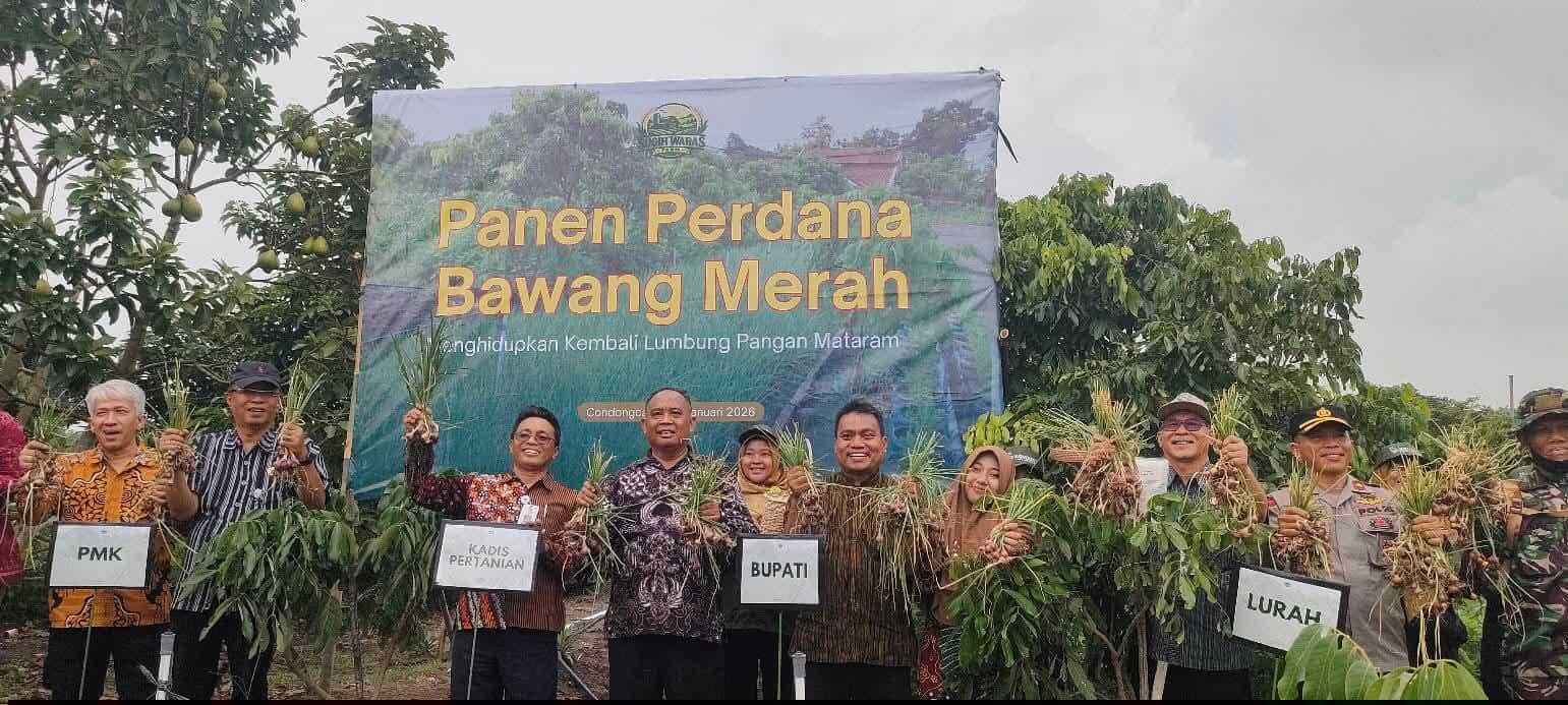 Panen Bawang Merah di Condongcatur Depok