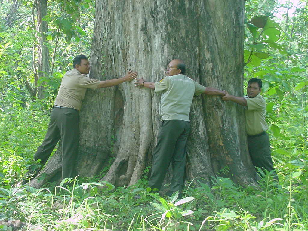 Pohon Jati Purba di Bojonegoro