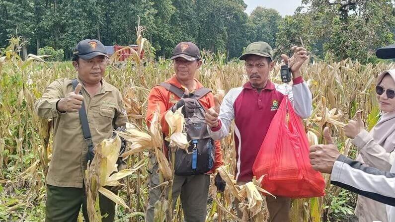 Perhutani KPH Kebonharjo gelar ubinan jagung