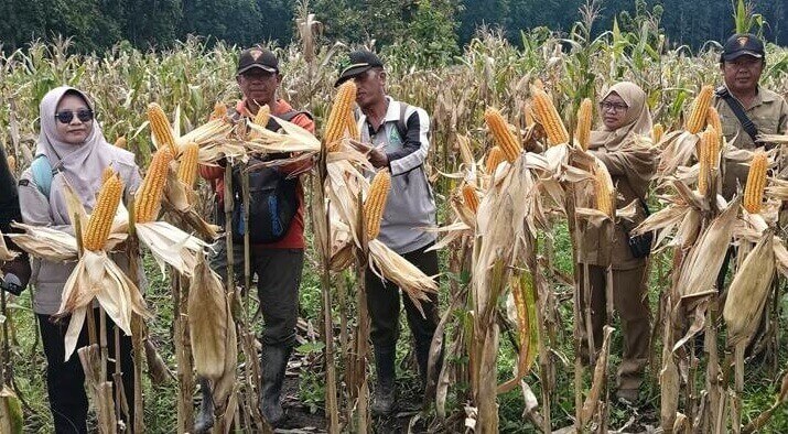 Perhutani Kebonharjo Panen Jagung