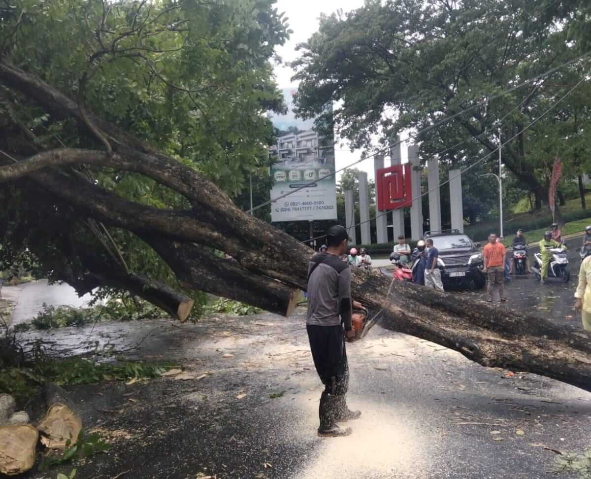 Pohon tumbang akibat hujan badai di Semarang