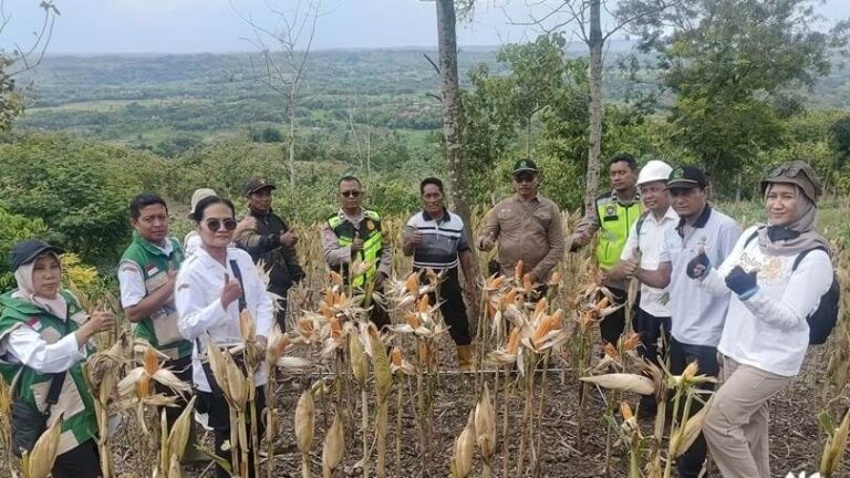 Perhutani Kebonharjo Gelar Panen Jagung Pipil