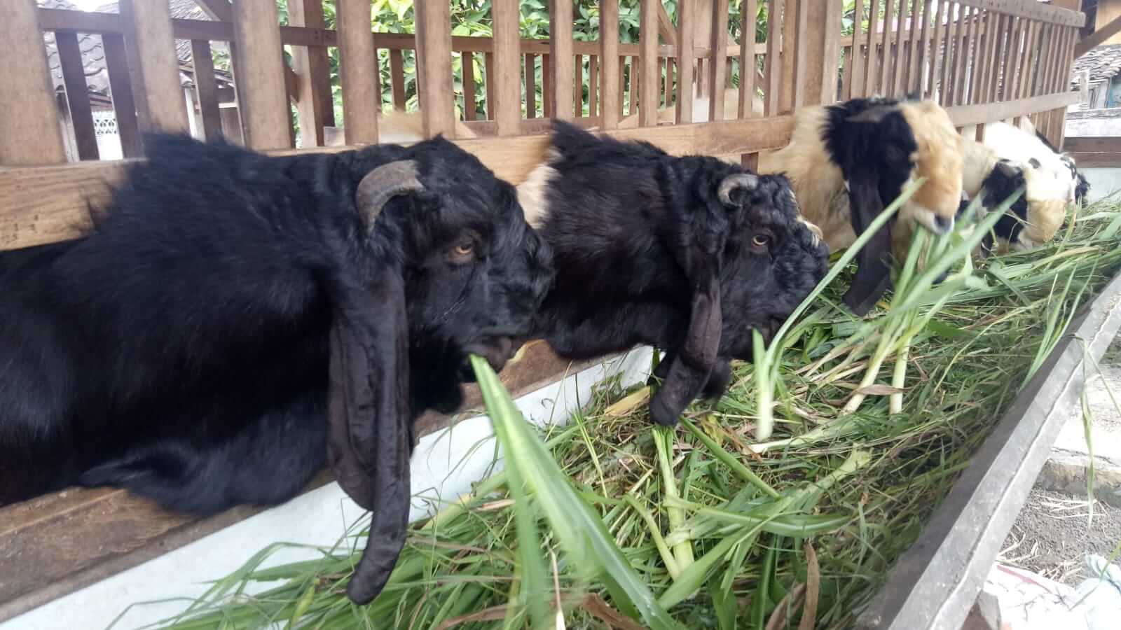 Kelompok Peternak Kambing Mendho Joyo