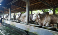 Hasilkan Sapi Premium, Peternakan Sapi di Purworejo ini Bisa Jadi Percontohan