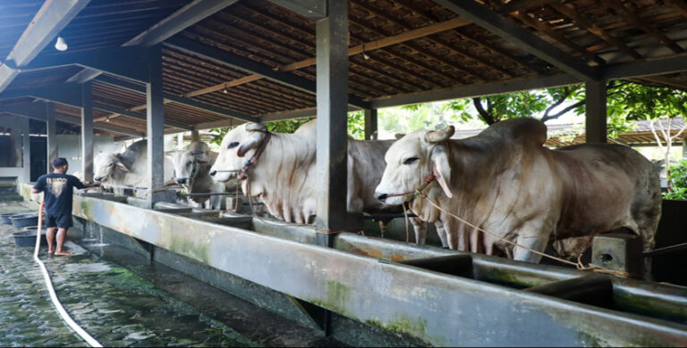 Hasilkan Sapi Premium, Peternakan Sapi di Purworejo ini Bisa Jadi Percontohan