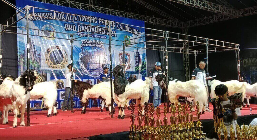Kontes Kambing PE Kaligesing Banjarnegara