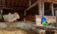 Harga Sapi Naik Jelang Iduladha, Pemkab Sleman Pastikan Stok Hewan Kurban Tetap Aman