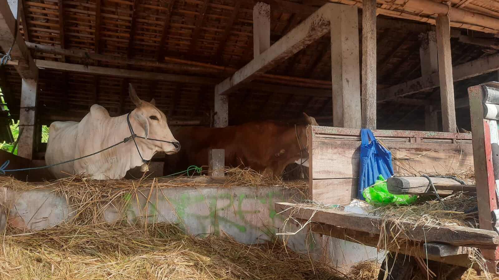 Sapi kurban di Sleman