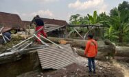 Pohon Usia Ratusan Tahun Tumbang Timpa Rumah Warga di Cepu