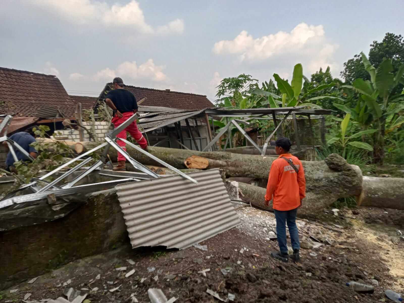 Pohon Tumbang di Ngloram Cepu