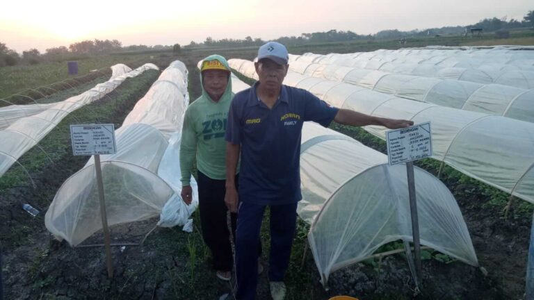 Geliat Petani Tembakau Blora Jelang Musim Kemarau
