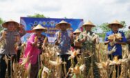 Bupati Gunungkidul dan Forkopimda Ikuti Panen Raya Jagung Nasional