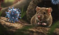 Hantavirus Tidak Menular Antar Manusia, Dinkes Sleman Minta Warga Jangan Panik