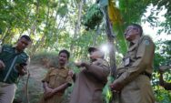 Pisang Unik di Gunungkidul Jadi Perhatian, Satu Pohon Bisa Hasilkan Empat Tandan dan Kebal Virus