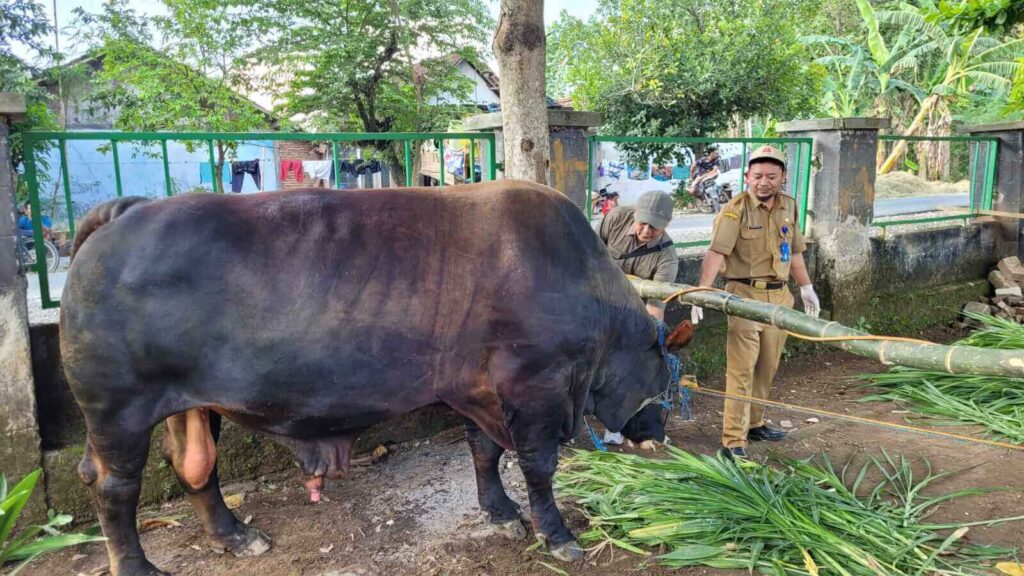 Hewan Qurban Banmas Presiden di Blora