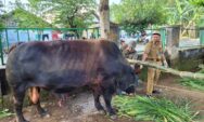 DP4 Blora Pastikan Hewan Qurban Banmas Presiden Sehat